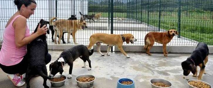 Alimentar a los animales
