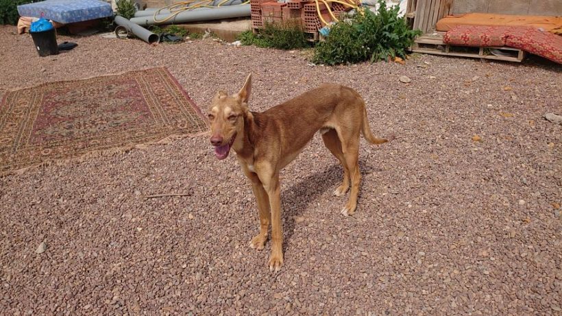 Roco